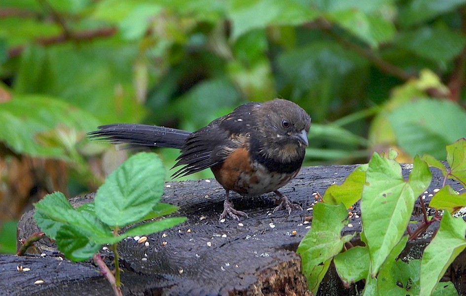 Spotted Towhee - Stanley Park