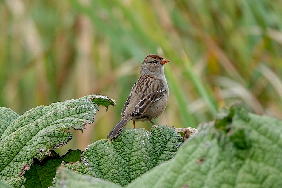 juv. White-crowned Sparrow - Coal Harbour