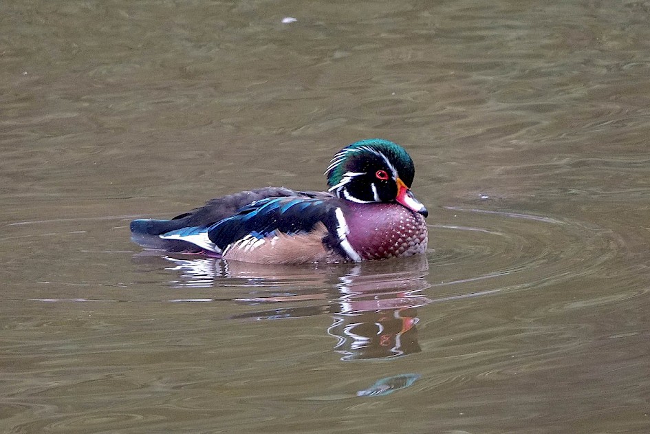 Wood Duck - Lost Lagoon