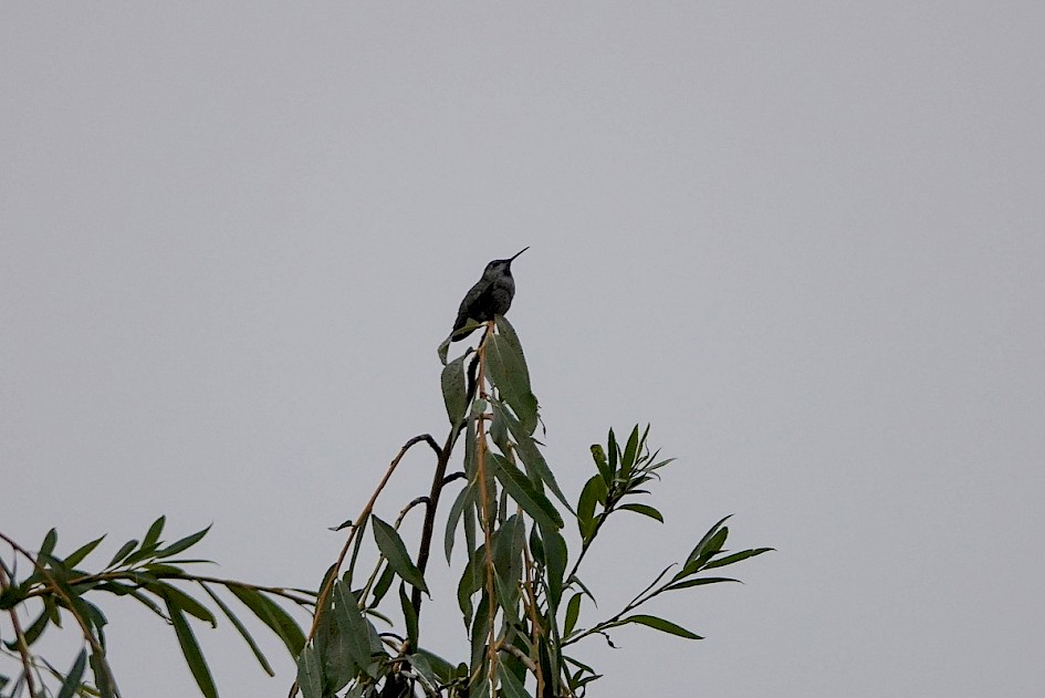 Anna's Hummingbird - Stanley Park