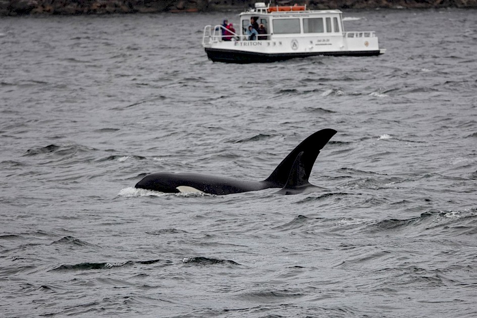 Orca - Vancouver Island