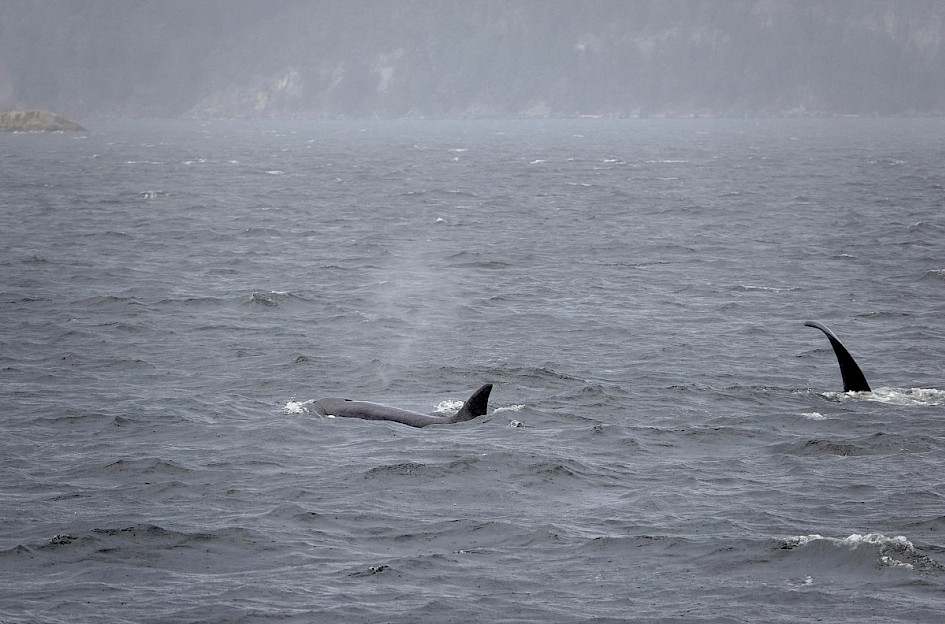 Orcas - Vancouver Island