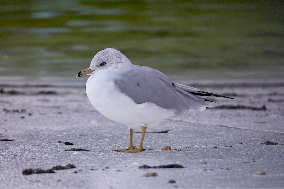 Ring-billed Gull - Stanley Park