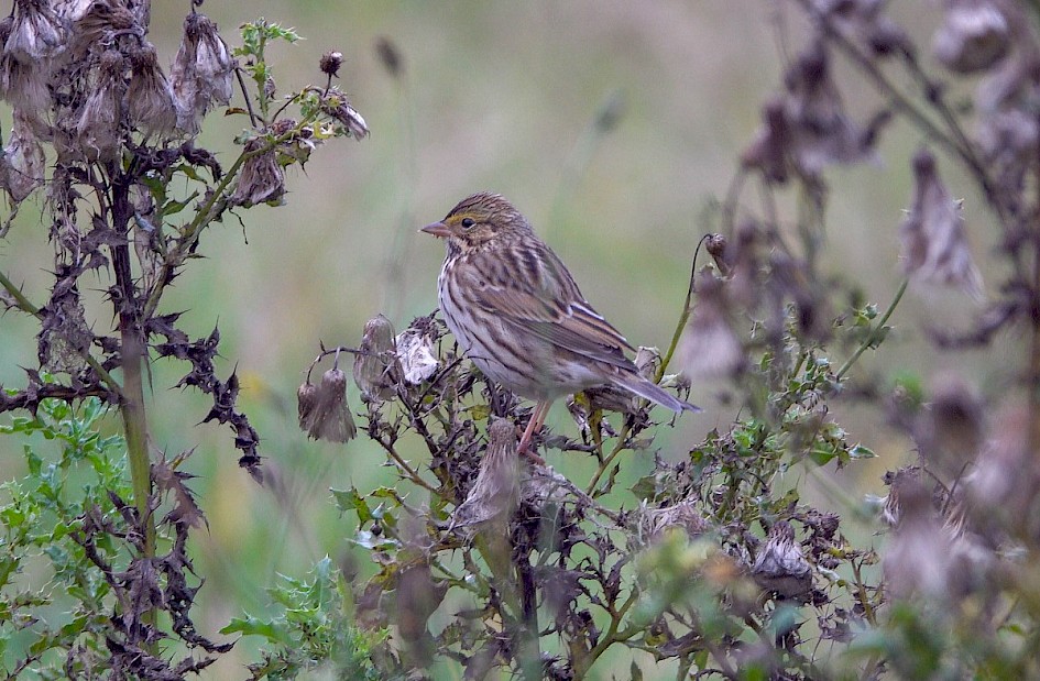 Savannah Sparrow - Stanley Park