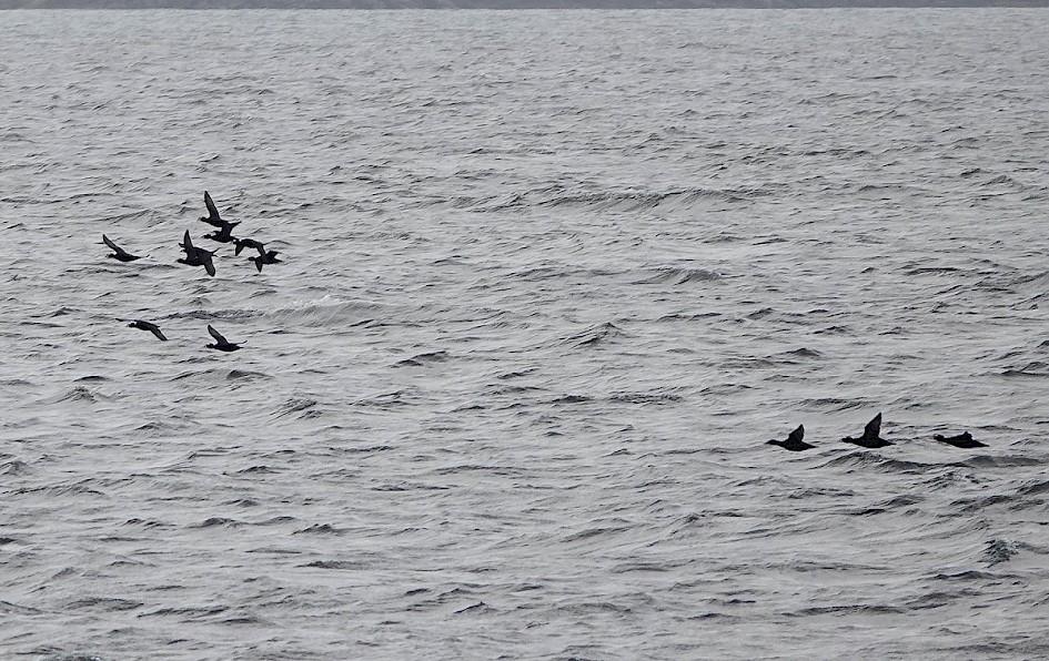 Surf Scoters - Vancouver Island
