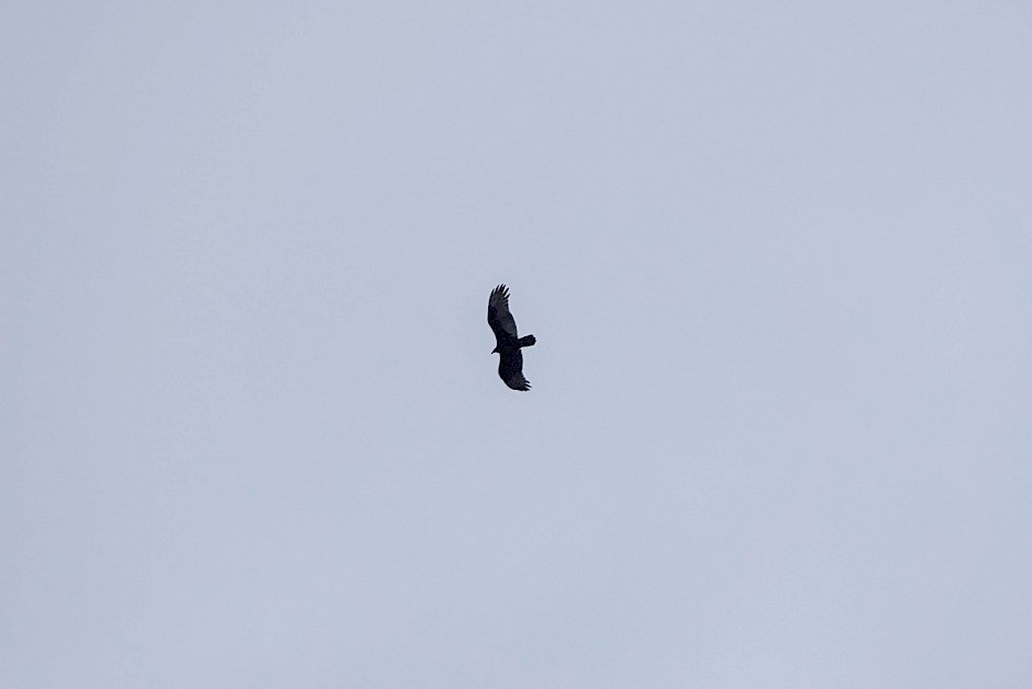 Turkey Vulture - Vancouver Island