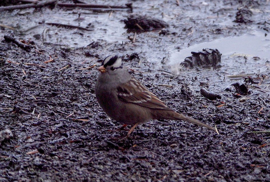White-crowned Sparrow - Stanley Park
