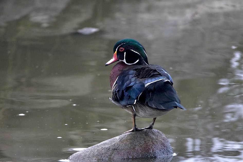 Wood Duck - Stanley Park