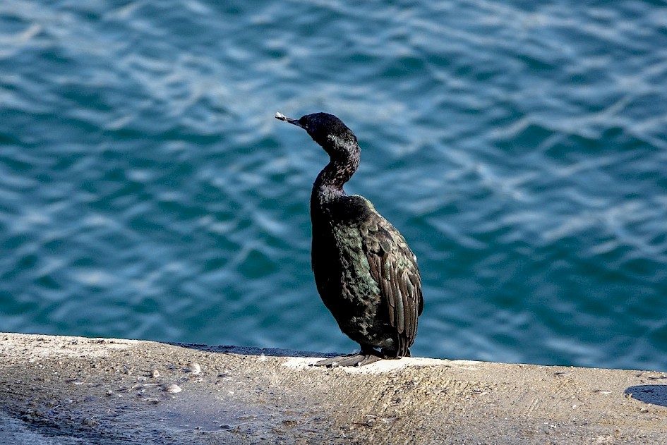 Pelagic Cormorant - Coal Harbour