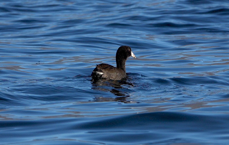 American Coot - Mouth of Power's Creek, Westbank