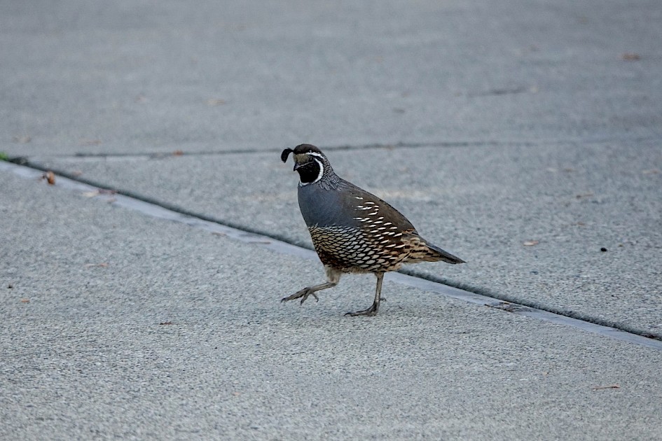 California Quail - Westbank