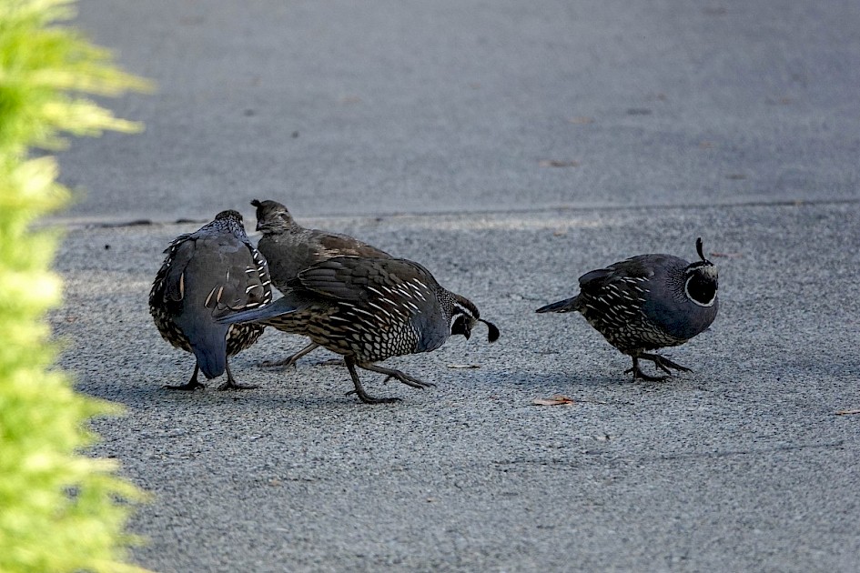California Quails - Westbank