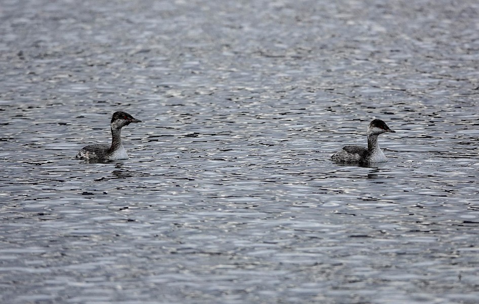 Horned Grebes - Peachland