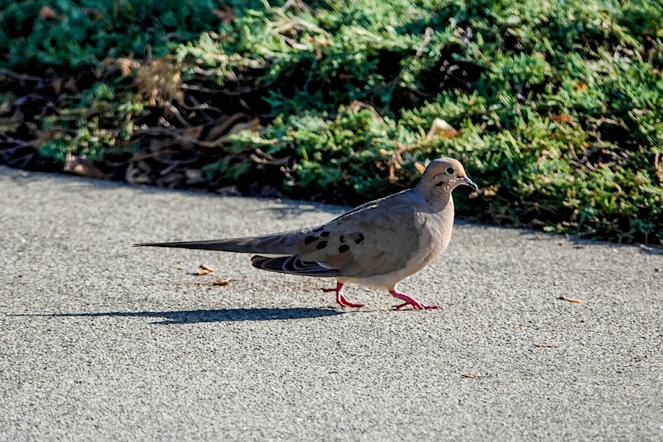 Mourning Dove - Westbank