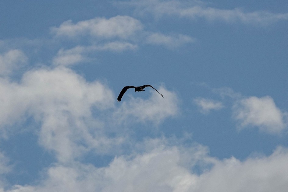 Osprey - Peachland