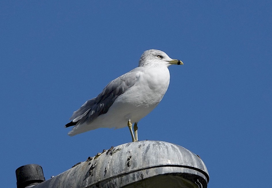 Ring-billed Gull - Peachland