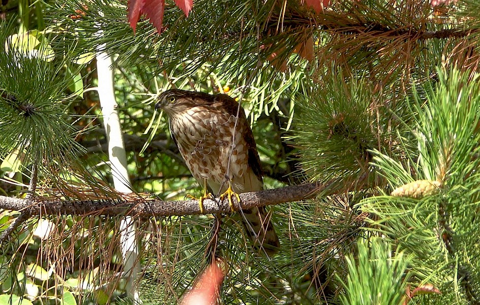 Sharp-shinned Hawk - Peachland