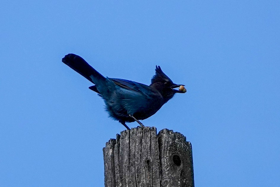 Steller's Jay - Peachland
