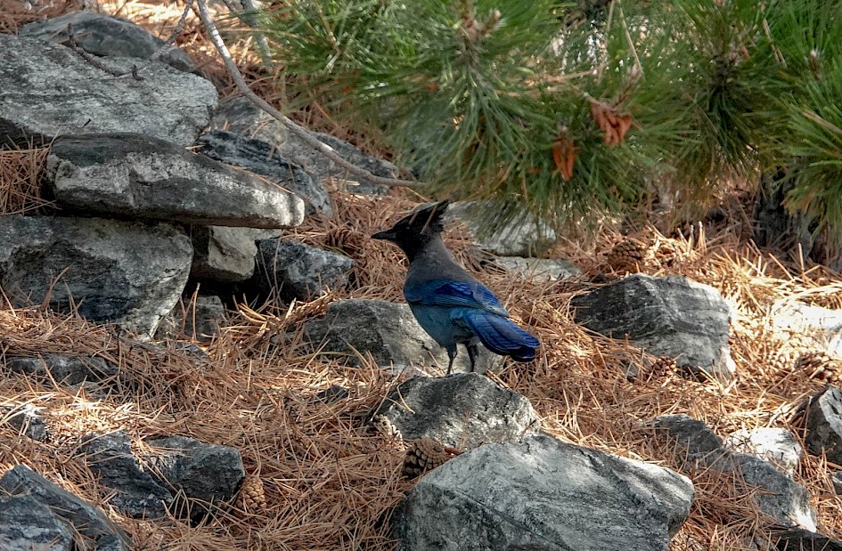 Steller's Jay - Peachland