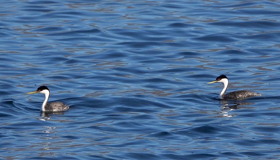 Western Grebes - Mouth of Power's Creek, Westbank