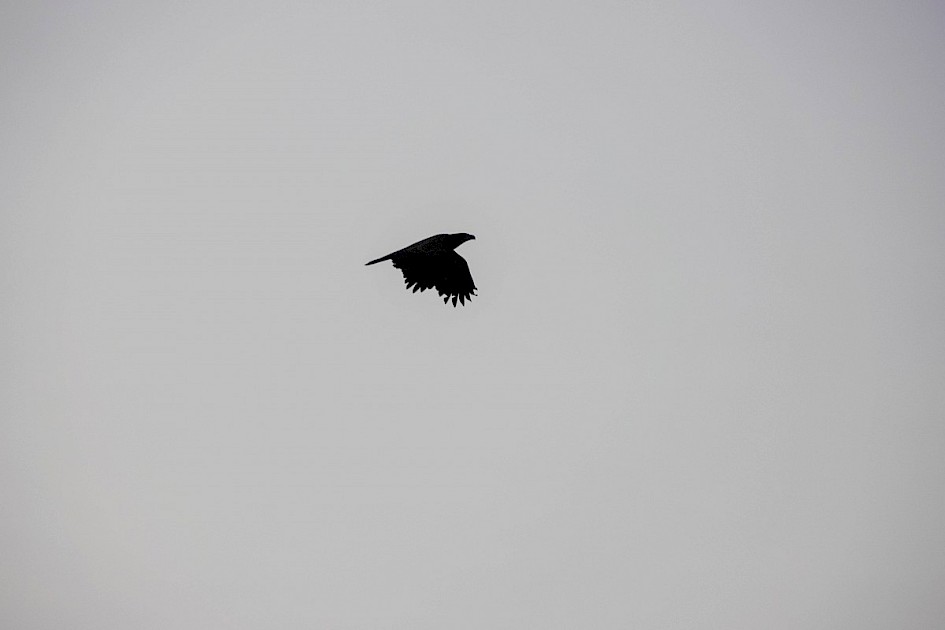 My first Bald Eagle - Mouth of Power's Creek, Westbank