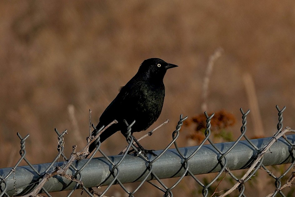 Brewer's Blackbird - Mouth of Power's Creek, Westbank