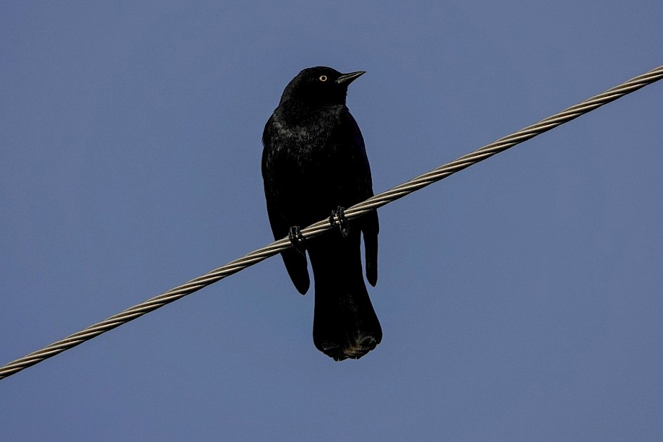 Brewer's Blackbird - Mouth of Power's Creek, Westbank