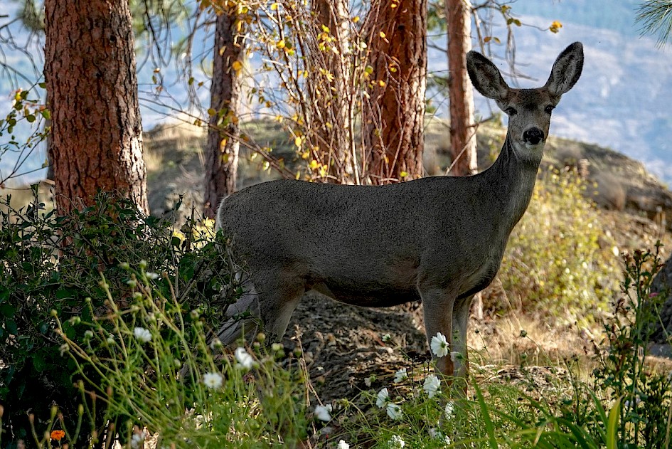 Deer, Glen Canyon