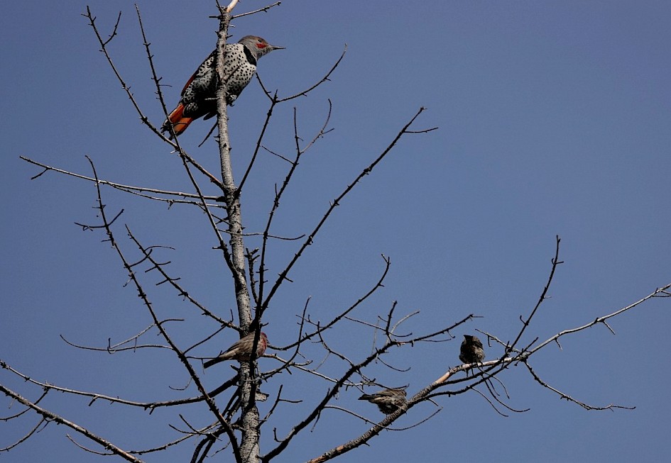 Red-shafted Flicker and House Finches - Mouth of Power's Creek, Westbank