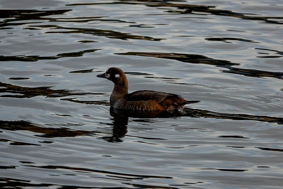 Harlequin Duck - Mouth of Power's Creek, Westbank