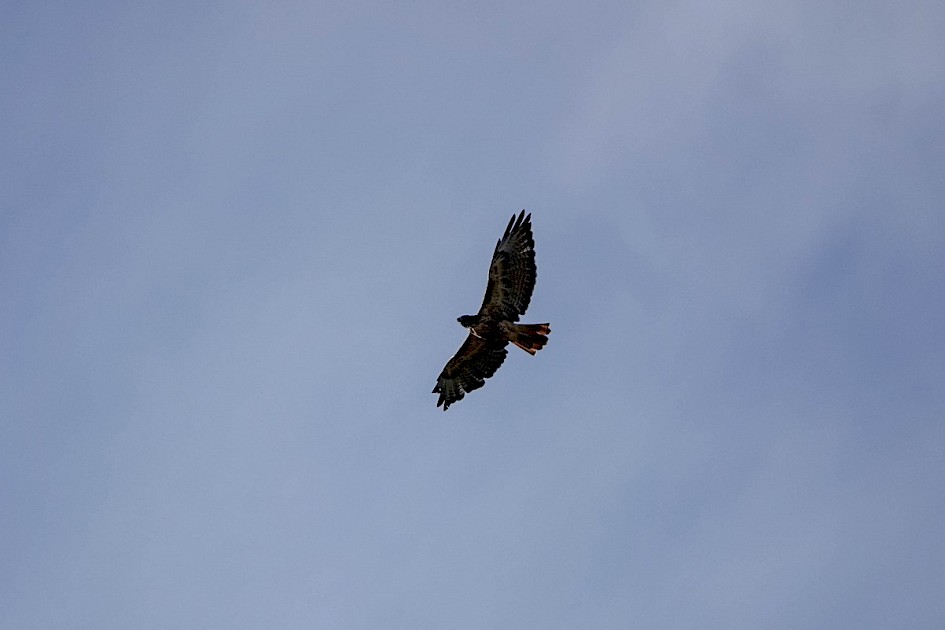 Red-tailed Hawk - Glen Canyon