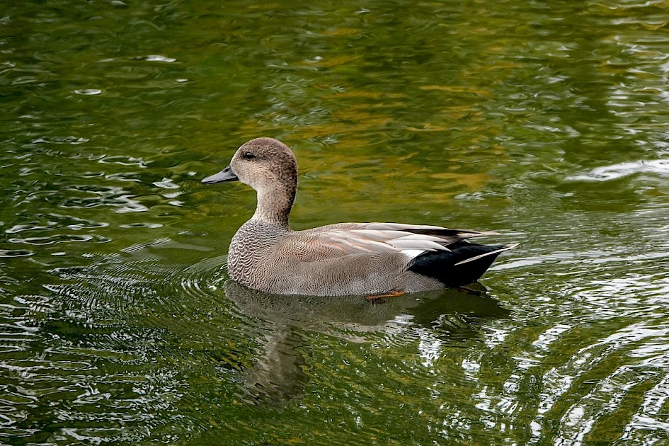 Gadwall - Rotary Marsh