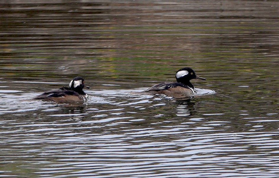 Hooded Mergansers - Rotary Marsh