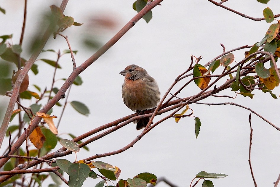 House Finch - Kalamoir Park