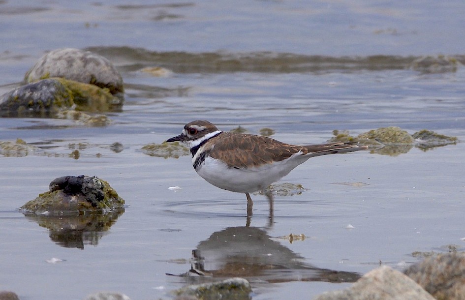 Killdeer - Mouth of Power's Creek