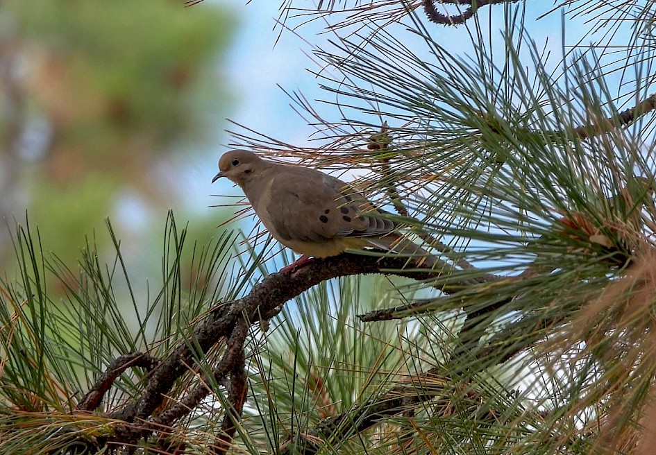 Mourning Dove - Kalamoir Park