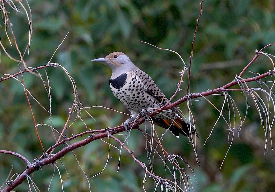 Red-shafted Flicker - Rotary Marsh