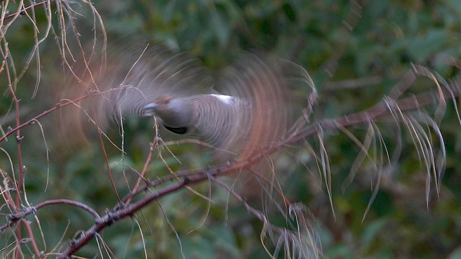 Red-shafted Flicker - Rotary Marsh