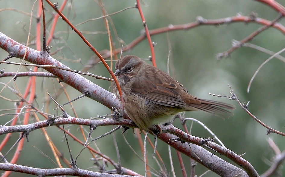 Song Sparrow - Rotary Marsh