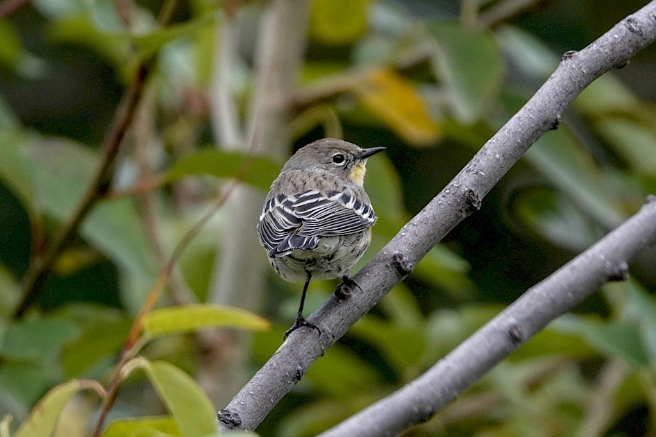 Yellow-rumped Warbler - Rotary Marsh