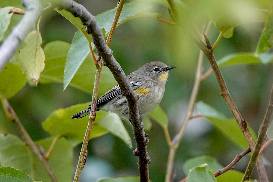 Yellow-rumped Warbler - Rotary Marsh
