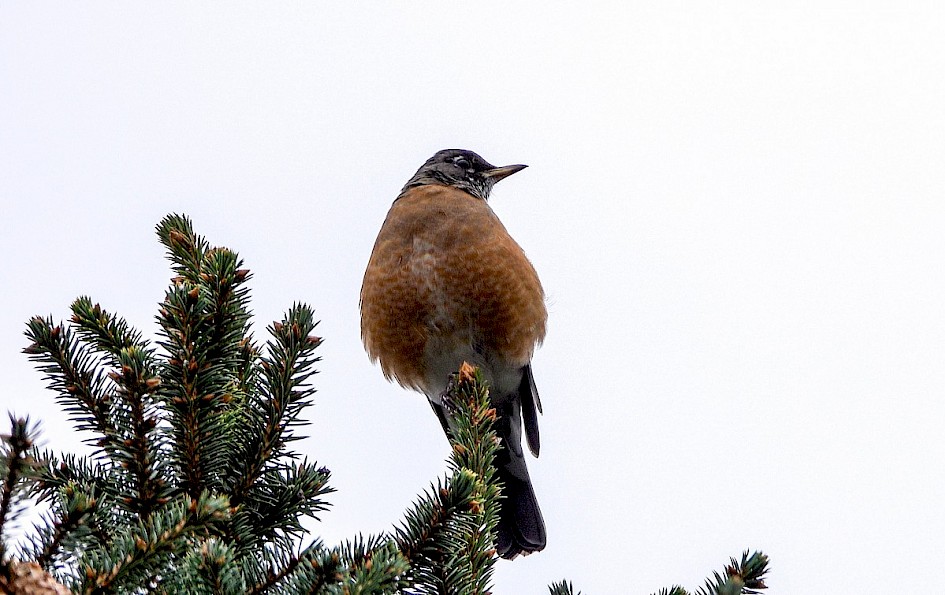 American Robin - near Kalamoir