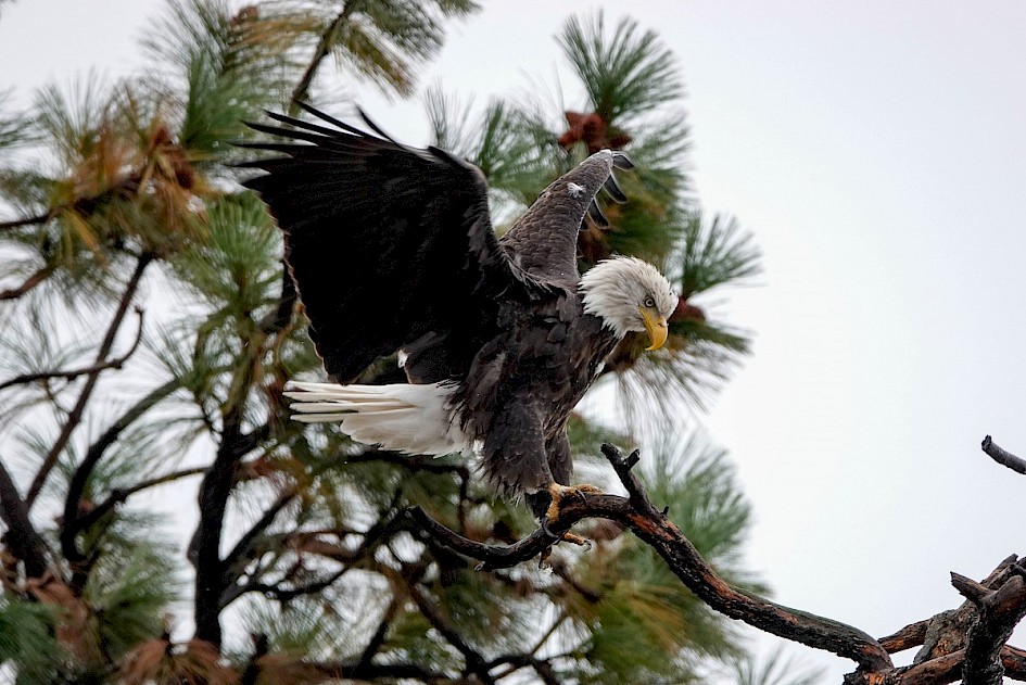 Bald Eagle - Kalamoir Park