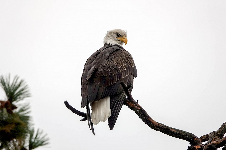 Bald Eagle - Kalamoir Park