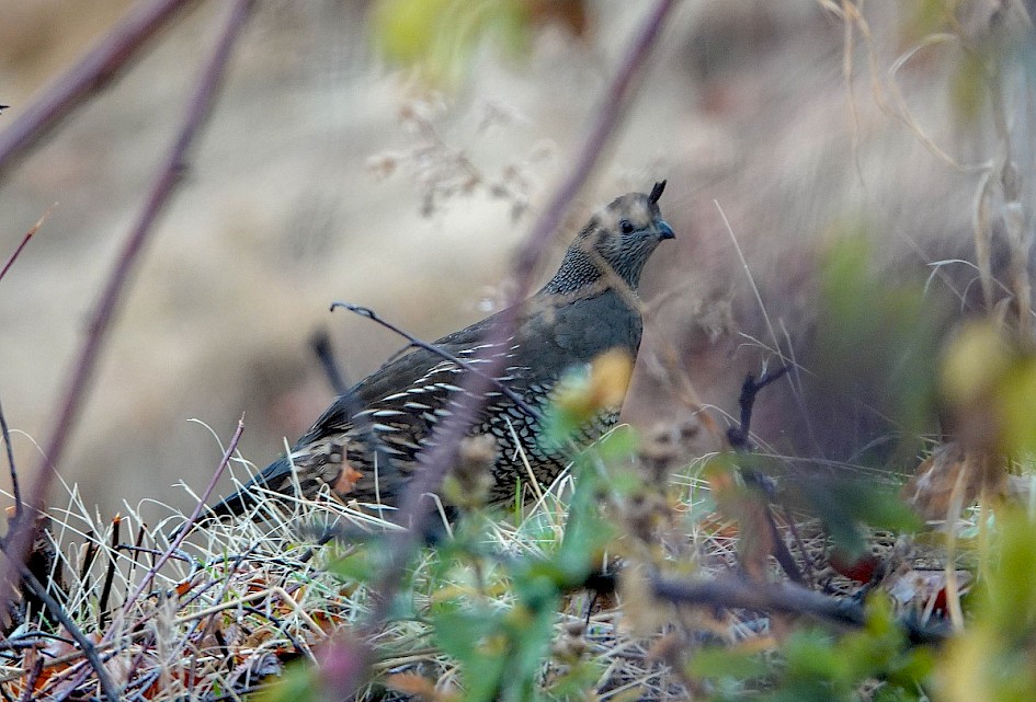 California Quail - Kalamoir Park
