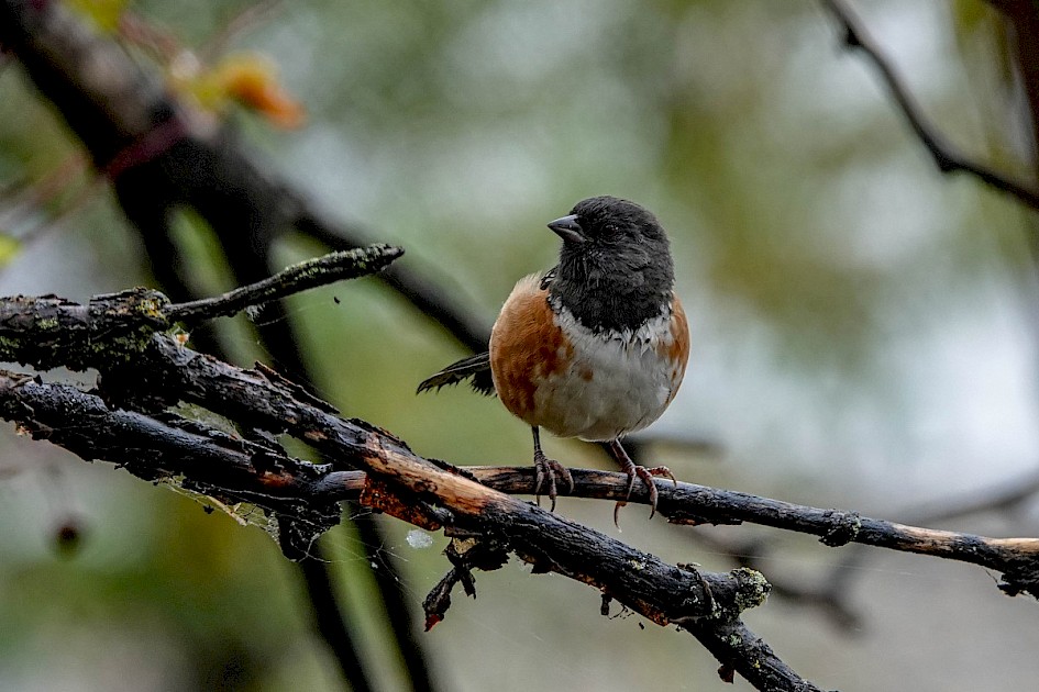 Spotted Towhee - Kalamoir Park