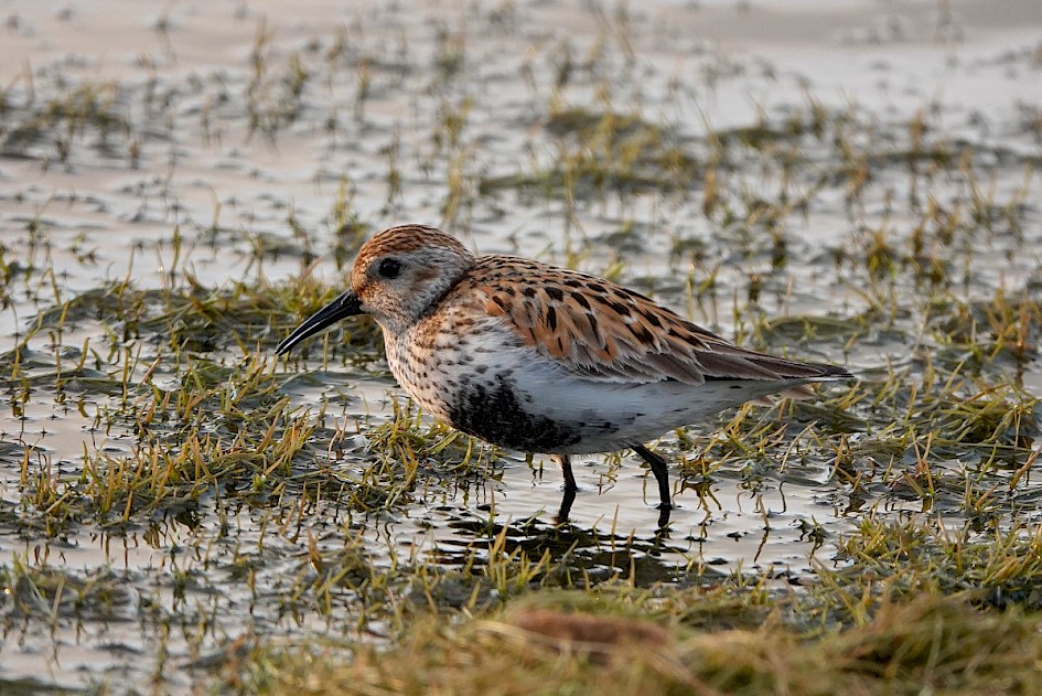 Dunlin-