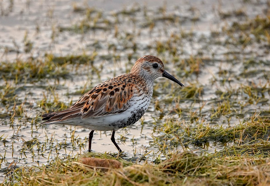Dunlin-