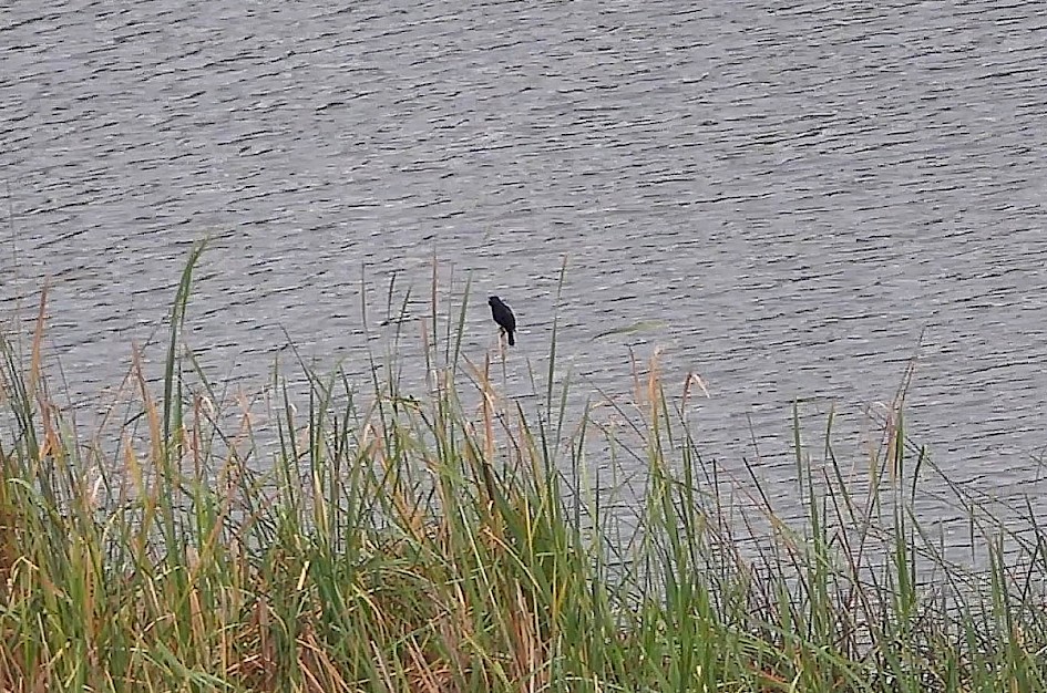 Red-winged Blackbird - Boucherie Road
