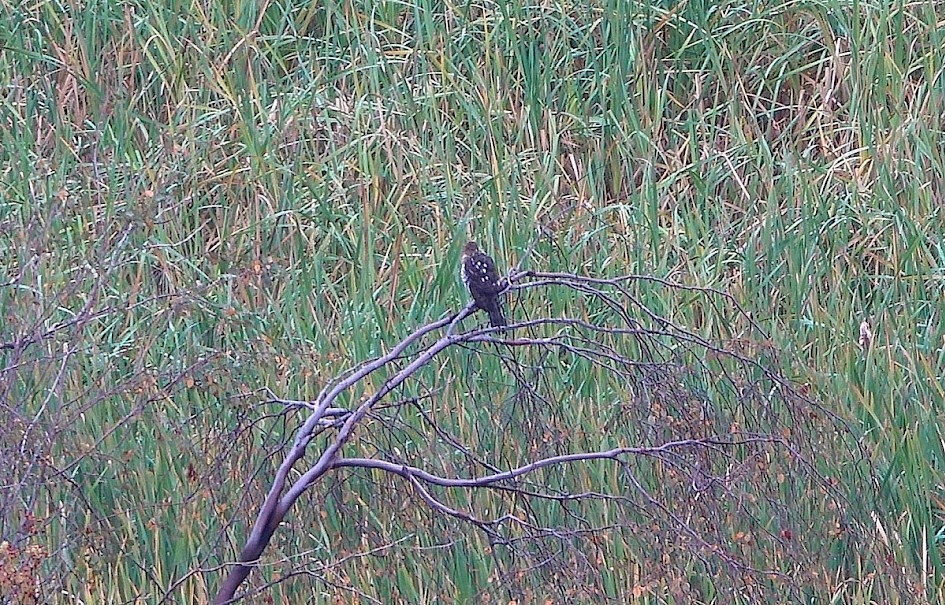 Sharp-shinned Hawk - Boucherie Road